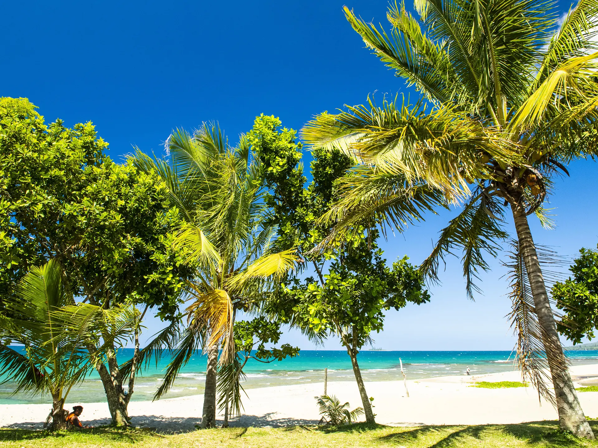 plage, cocotier, tieti, poindimié, côte océanienne