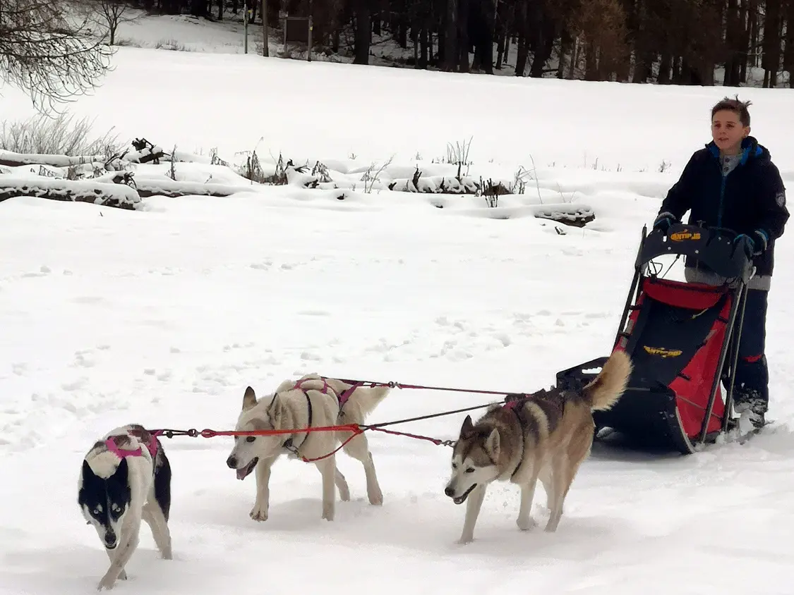 Conduite d'un attelage de chiens nordiques avec Passion traineau