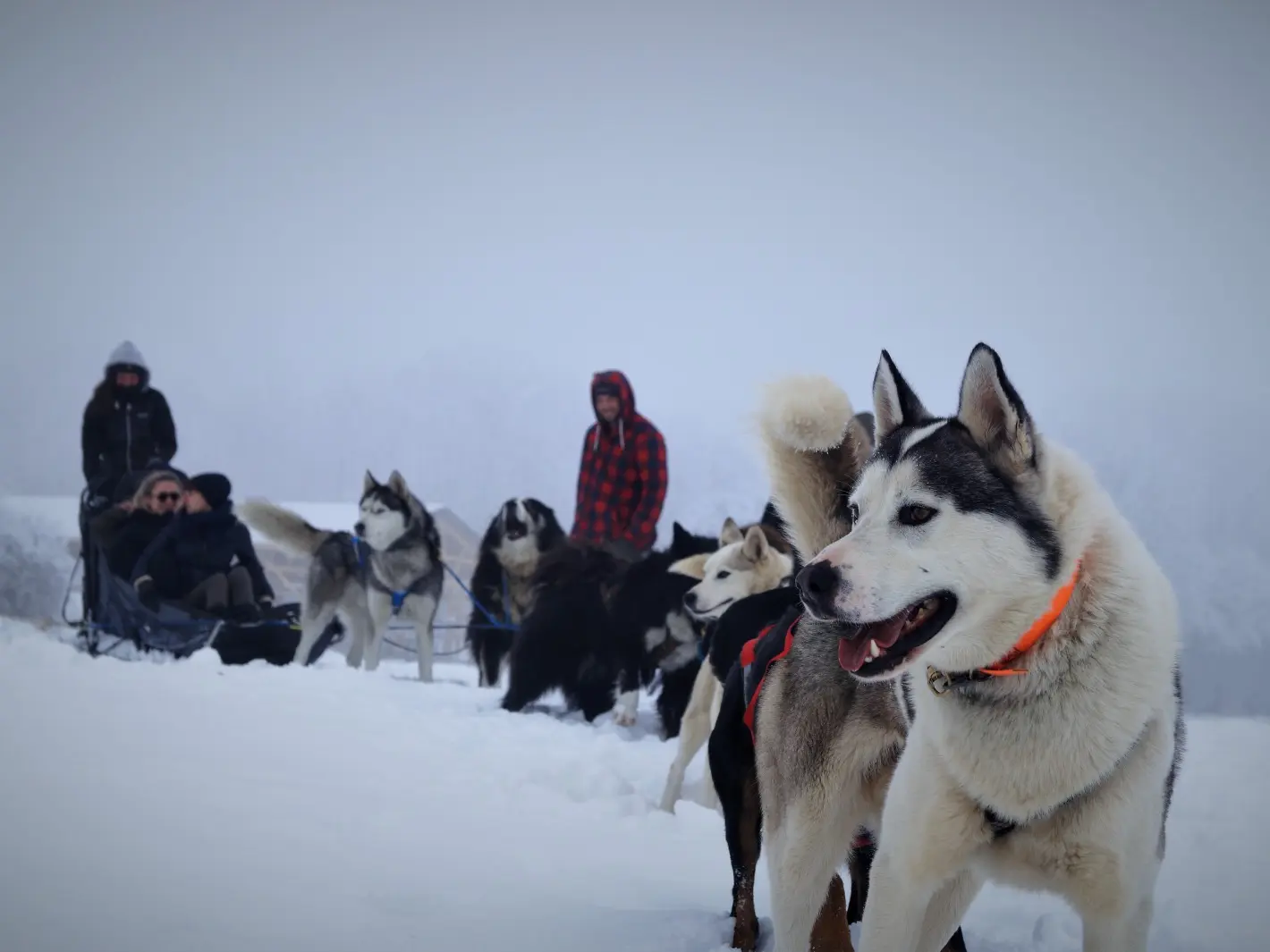 Mini-musher Ancelle