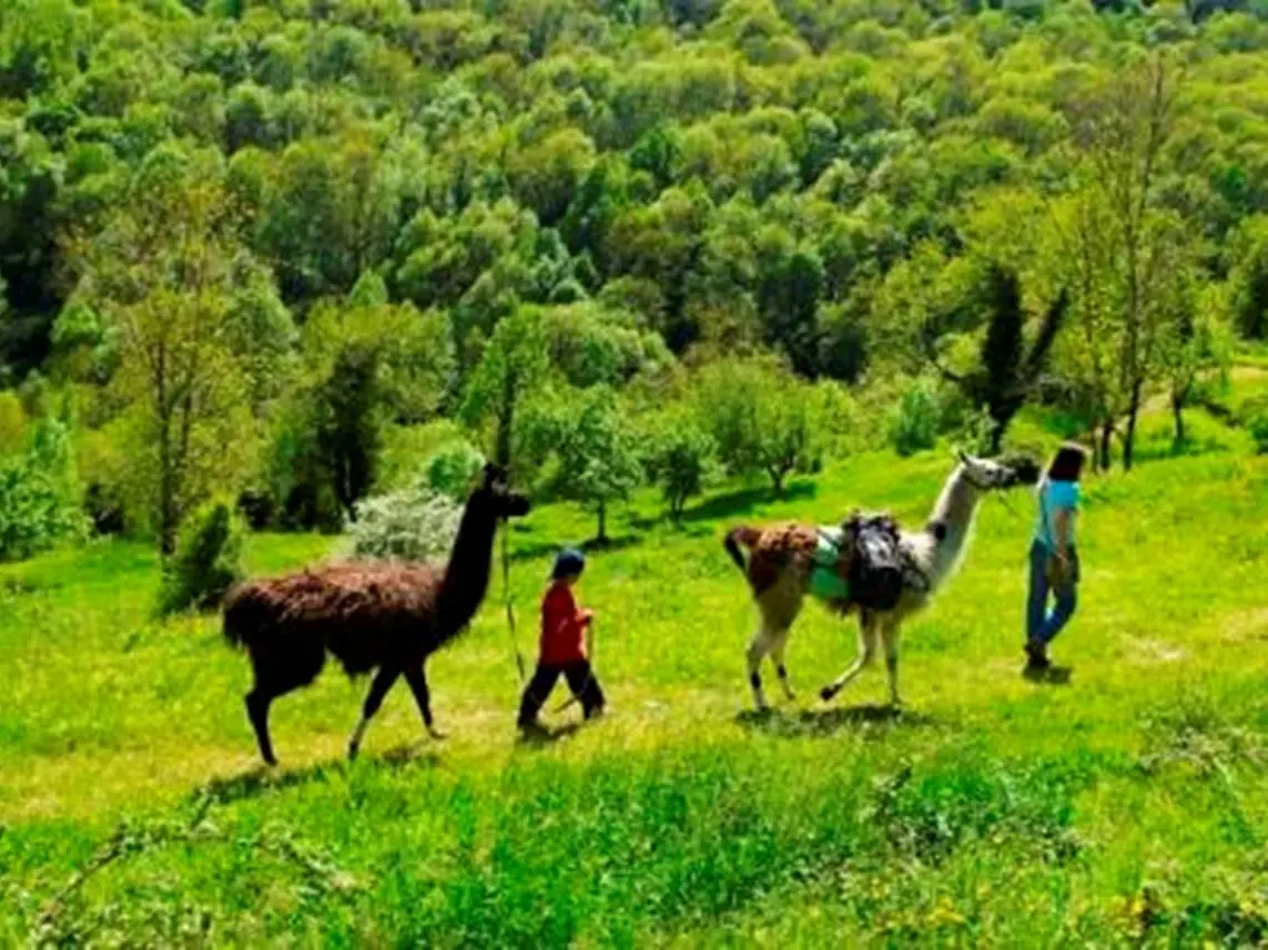 Balade avec les lamas