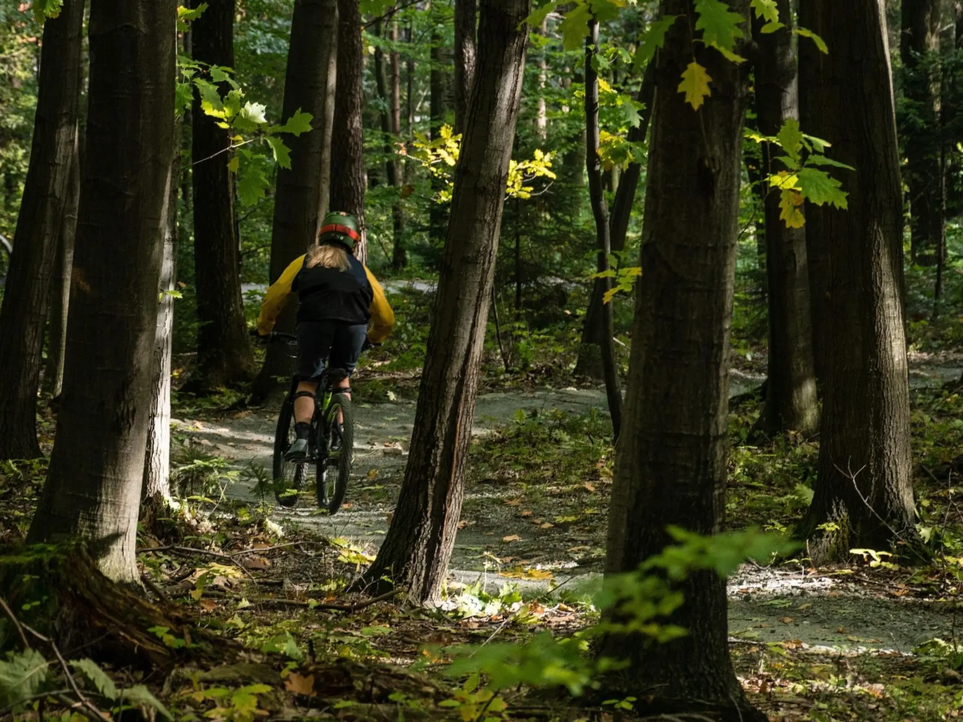 forêt