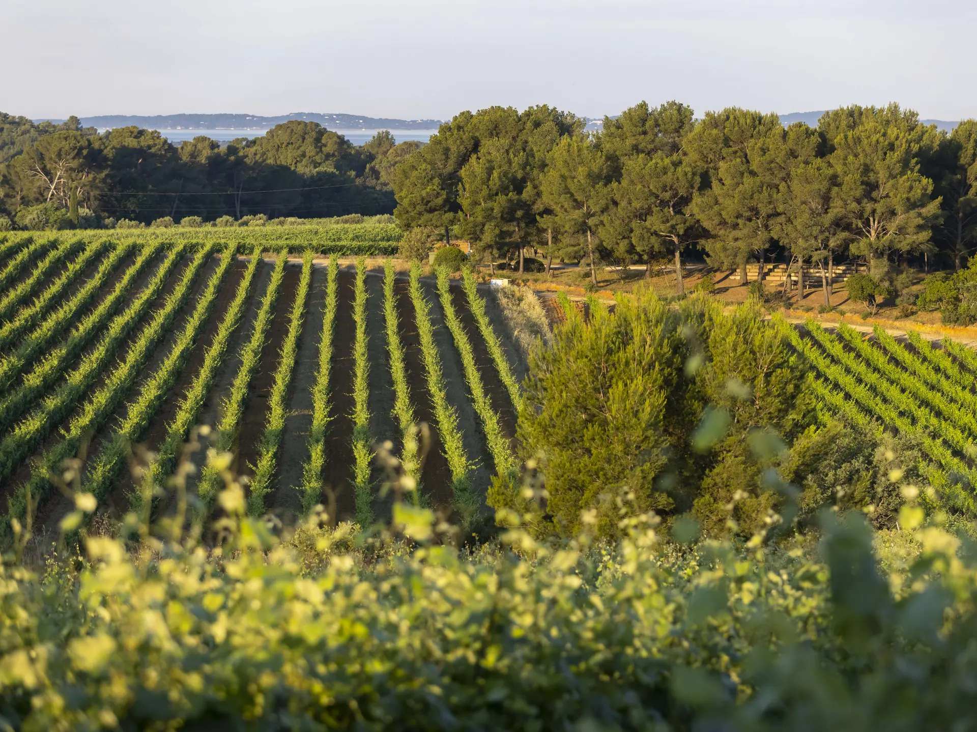 Pique-nique dans les vignes à Figuière