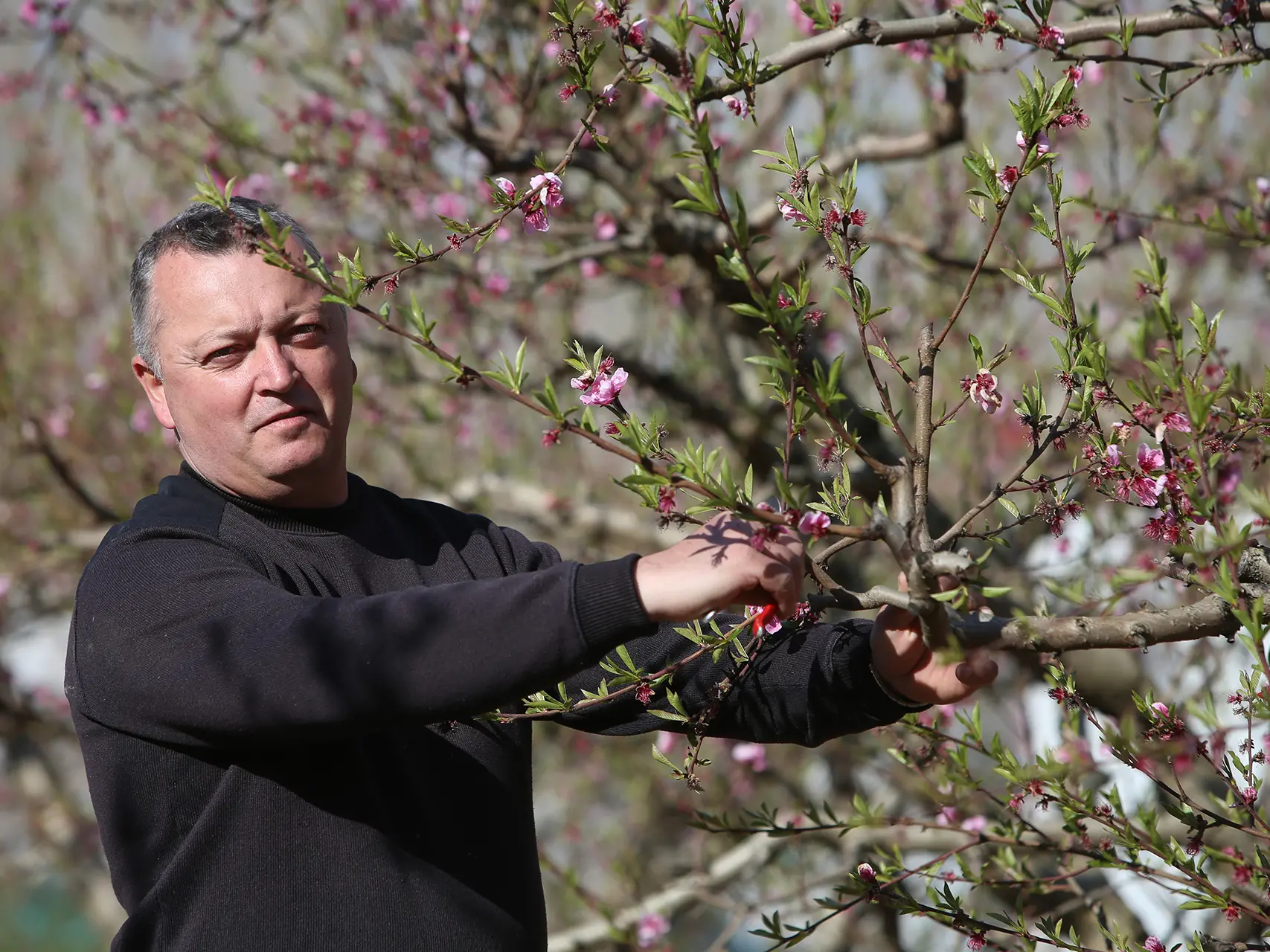 Denis Collado, EARL Coco Fruits