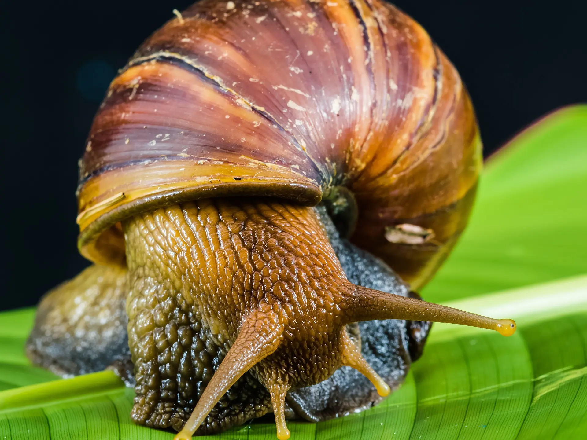 la ferme aux escargots