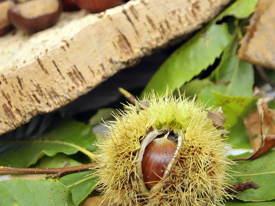 Marrons et Châtaigniers