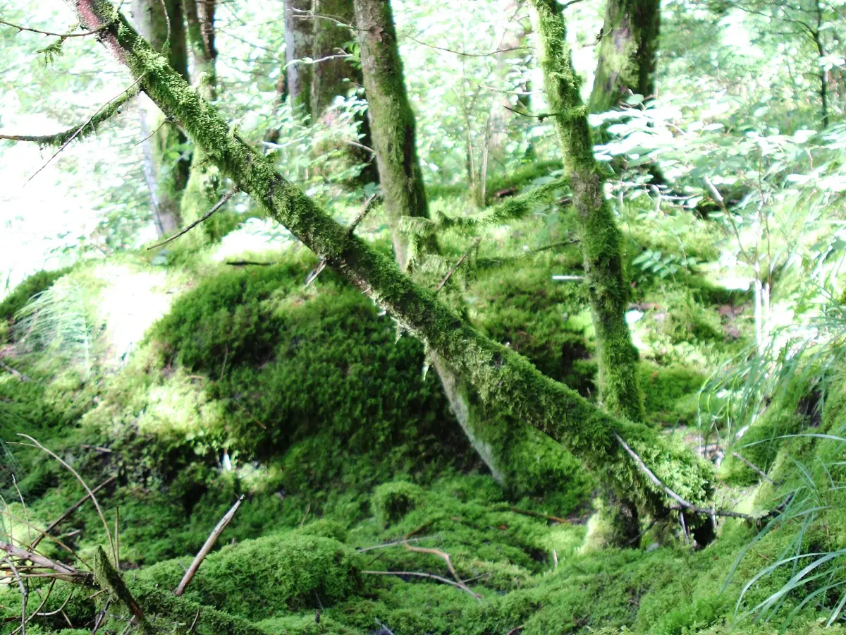 Arbres de la forêt ivre