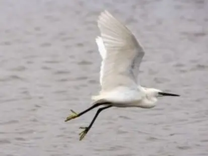 Balade naturalise : les oiseaux hivernants_Allex