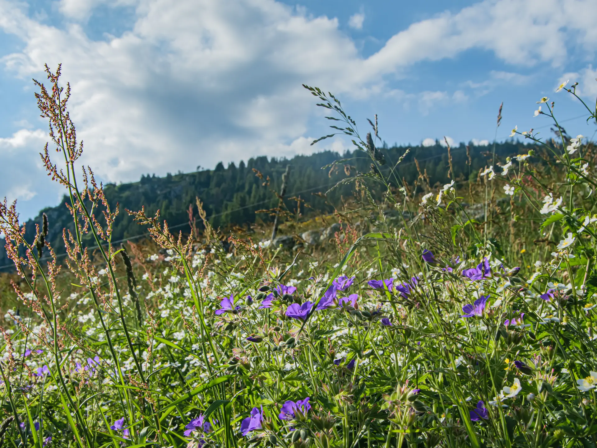 Trail Plateau du Mézenc