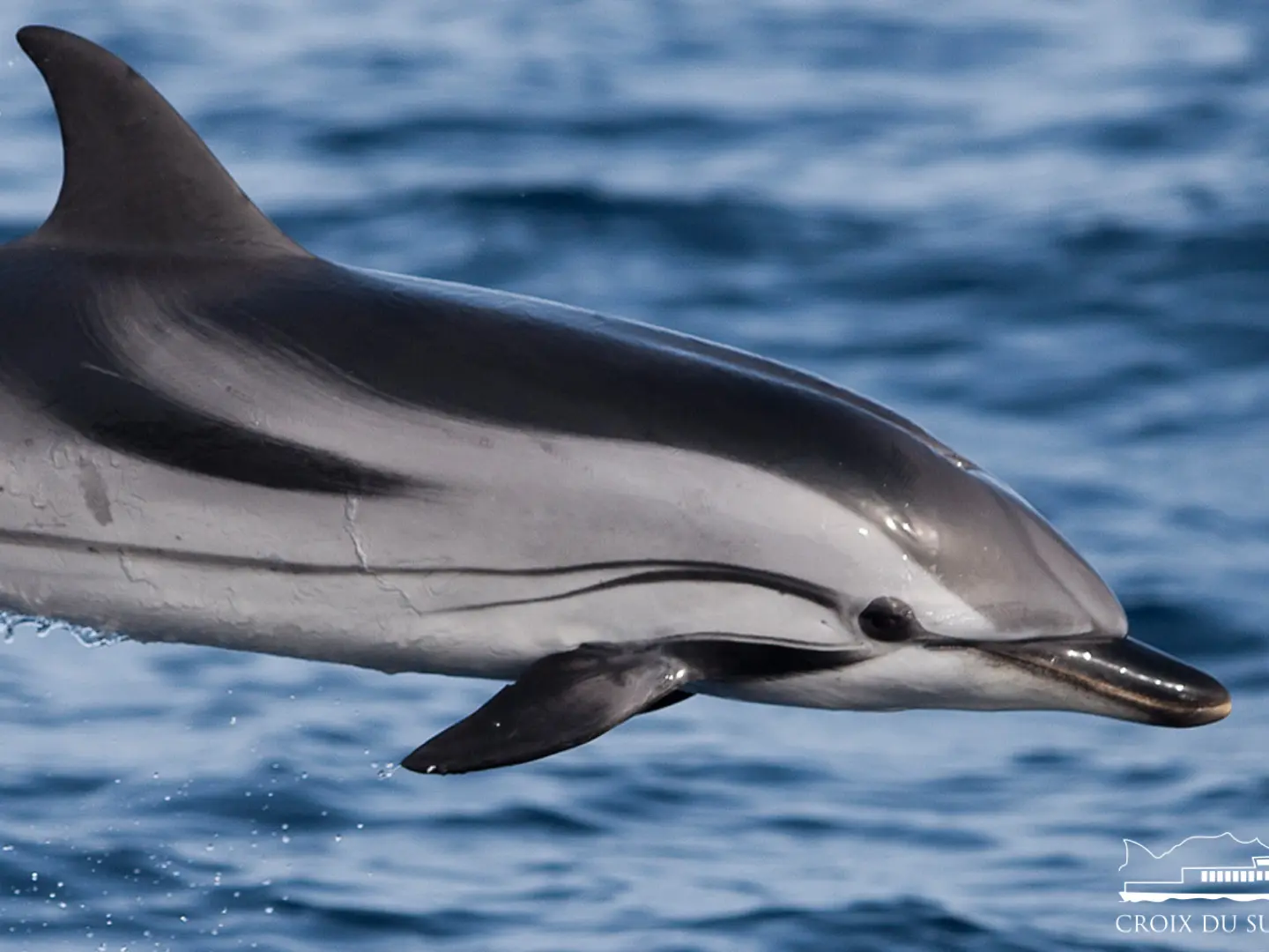 Croisière : Dauphins, après-midi