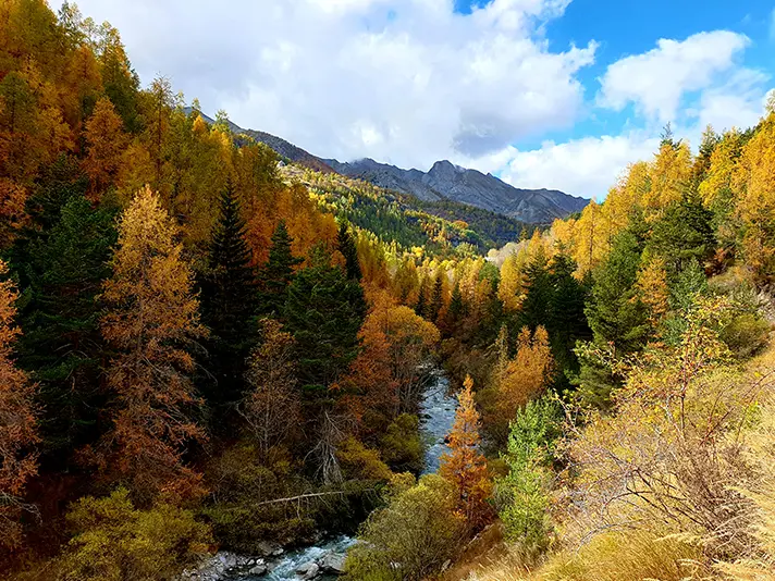 Panorama d'une forêt de mélèzes aux couleurs automnales (orange, jaune) et de conifères verts autour du Verdon sinueux. Montagnes en arrière-plan