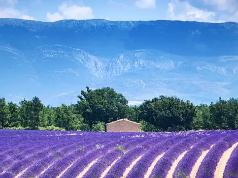 Le plateau de Valensole