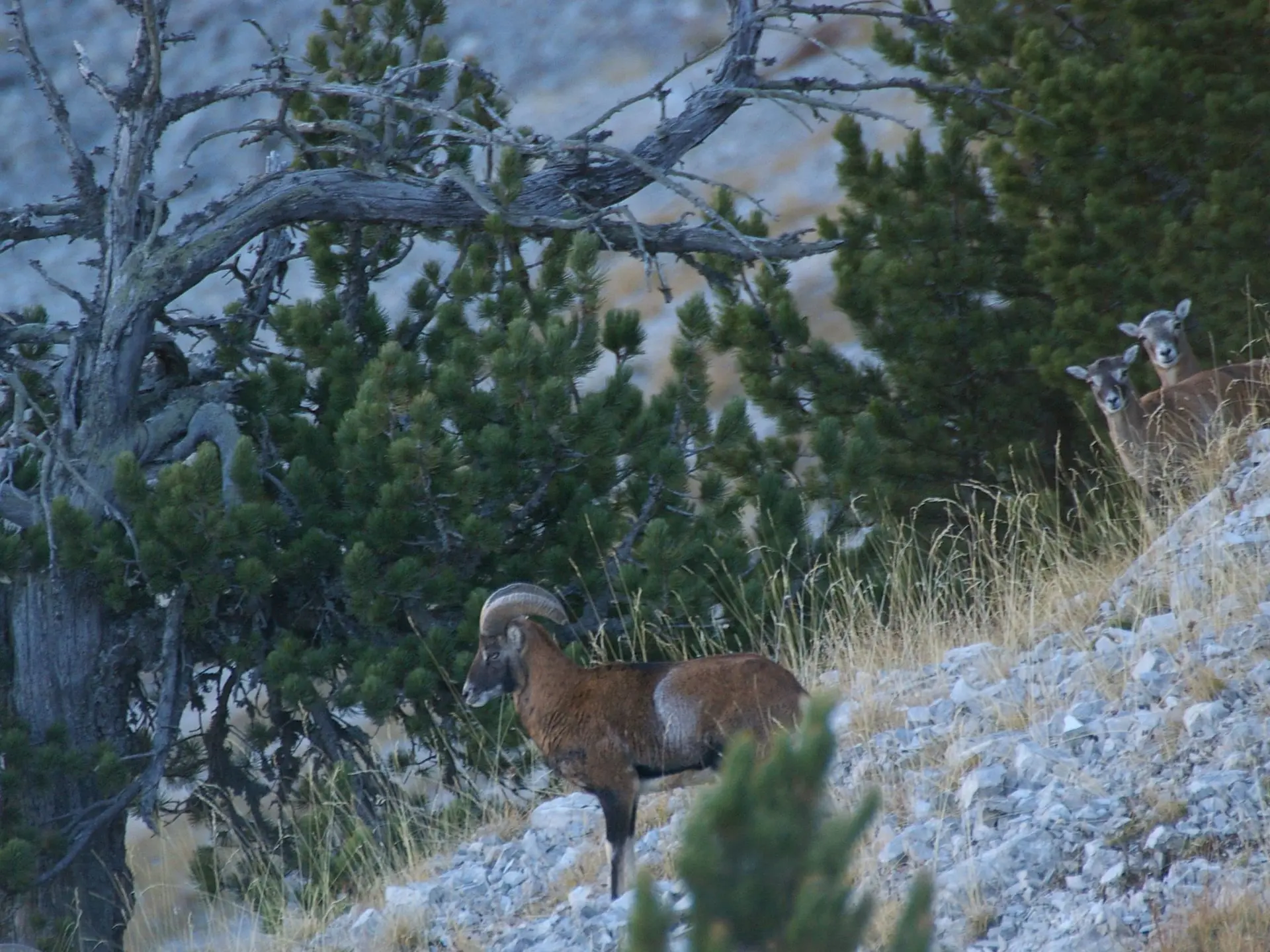 Observation des mouflons dans le massif des Monges