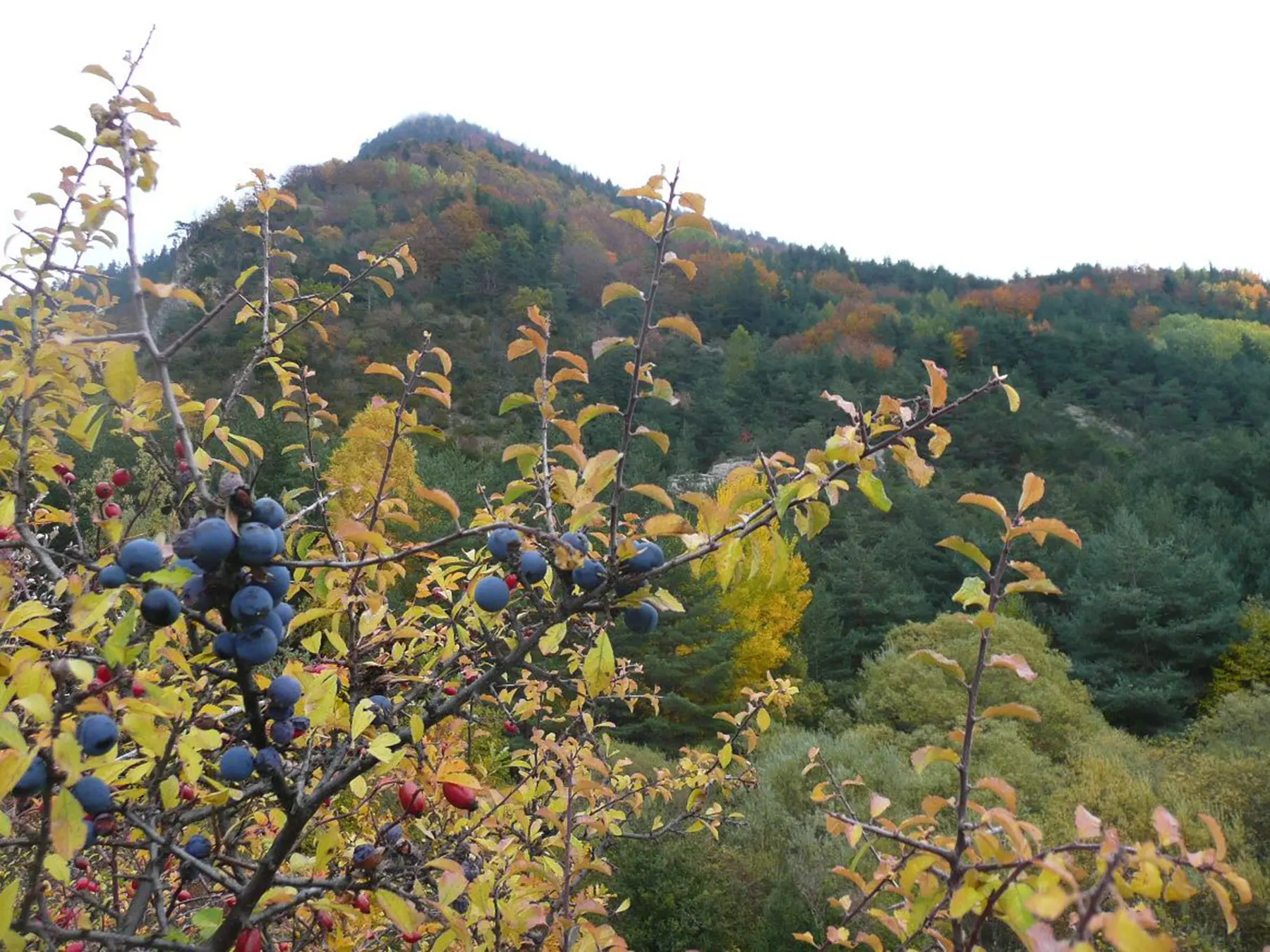 Les Fruits du Col