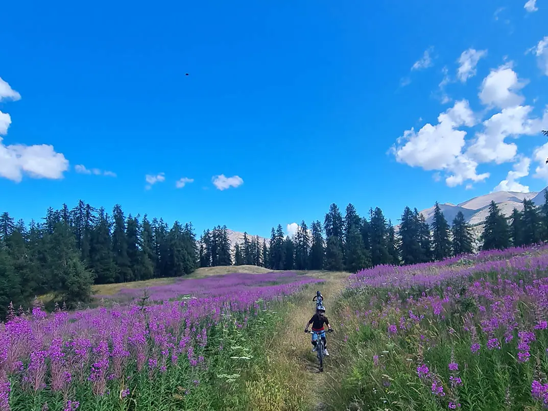 Vue de l'itinéraire de VTT AE, deux pratiquants au milieu d'un champ de fleurs violettes entouré par des conifères, montagnes et ciel bleu en arrière-plan
