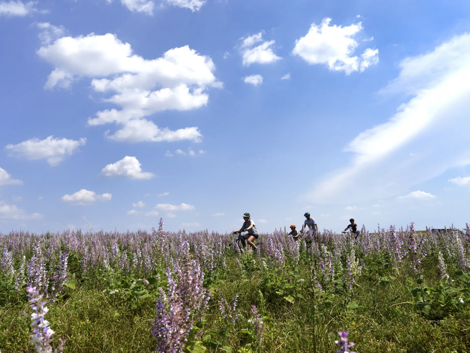 Circuit Provence Verdon VTT 37