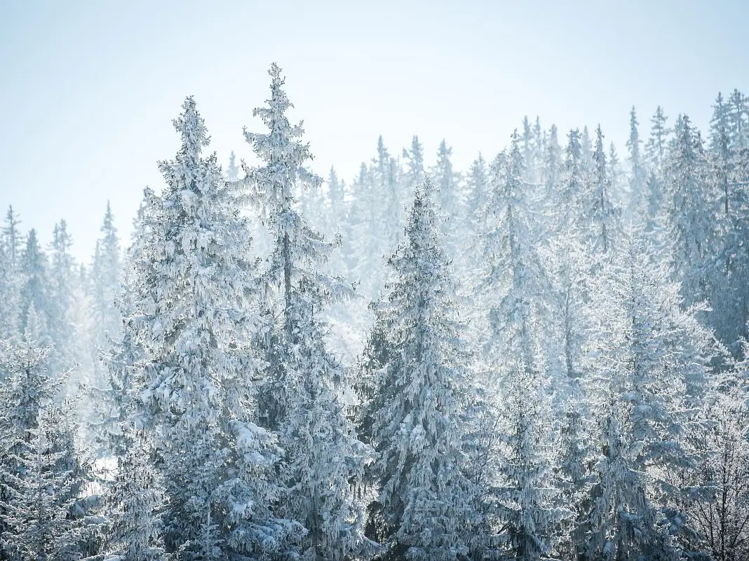 foret en hiver
