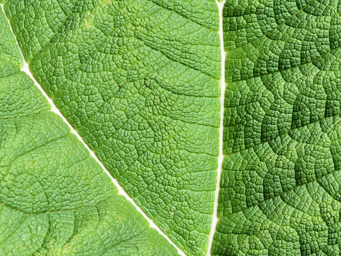 Impressions végétales_Arcon