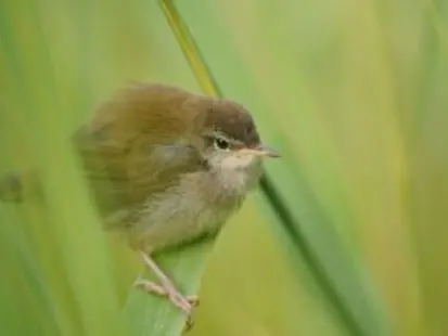 Balade naturaliste : à la découverte des oiseaux_Allex