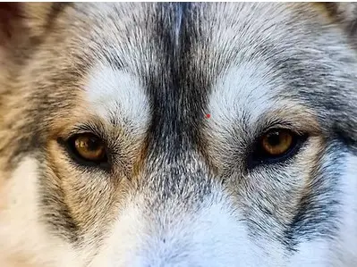 Journée Trappeur chiens de traineaux