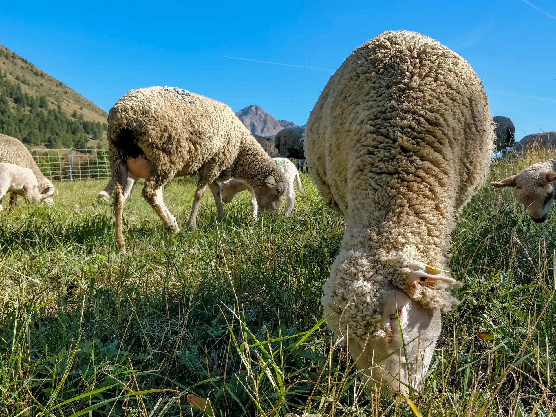 Ferme des Sonnailles_Ancelle