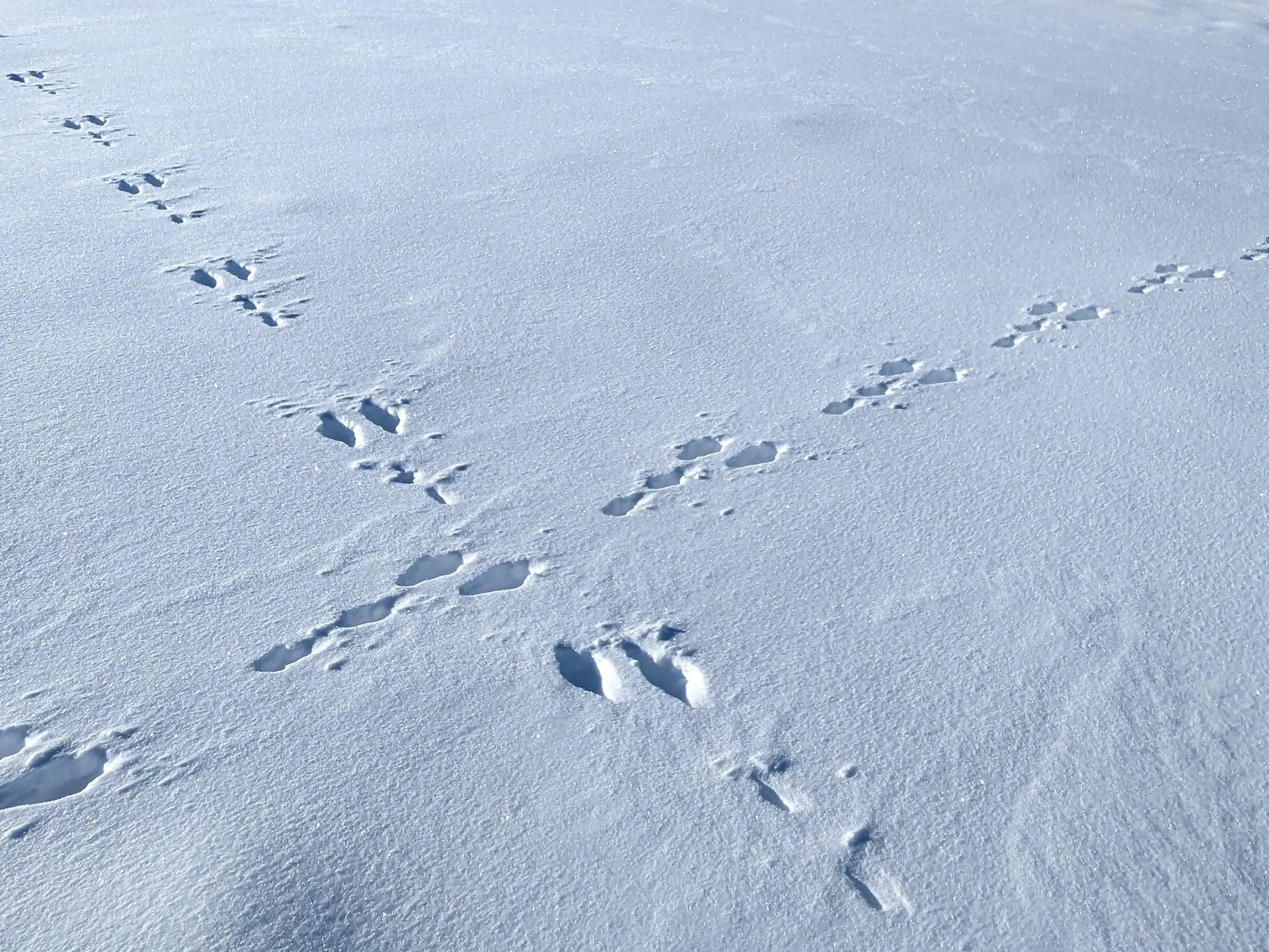 Des traces de pas formant une croix dans la neige.