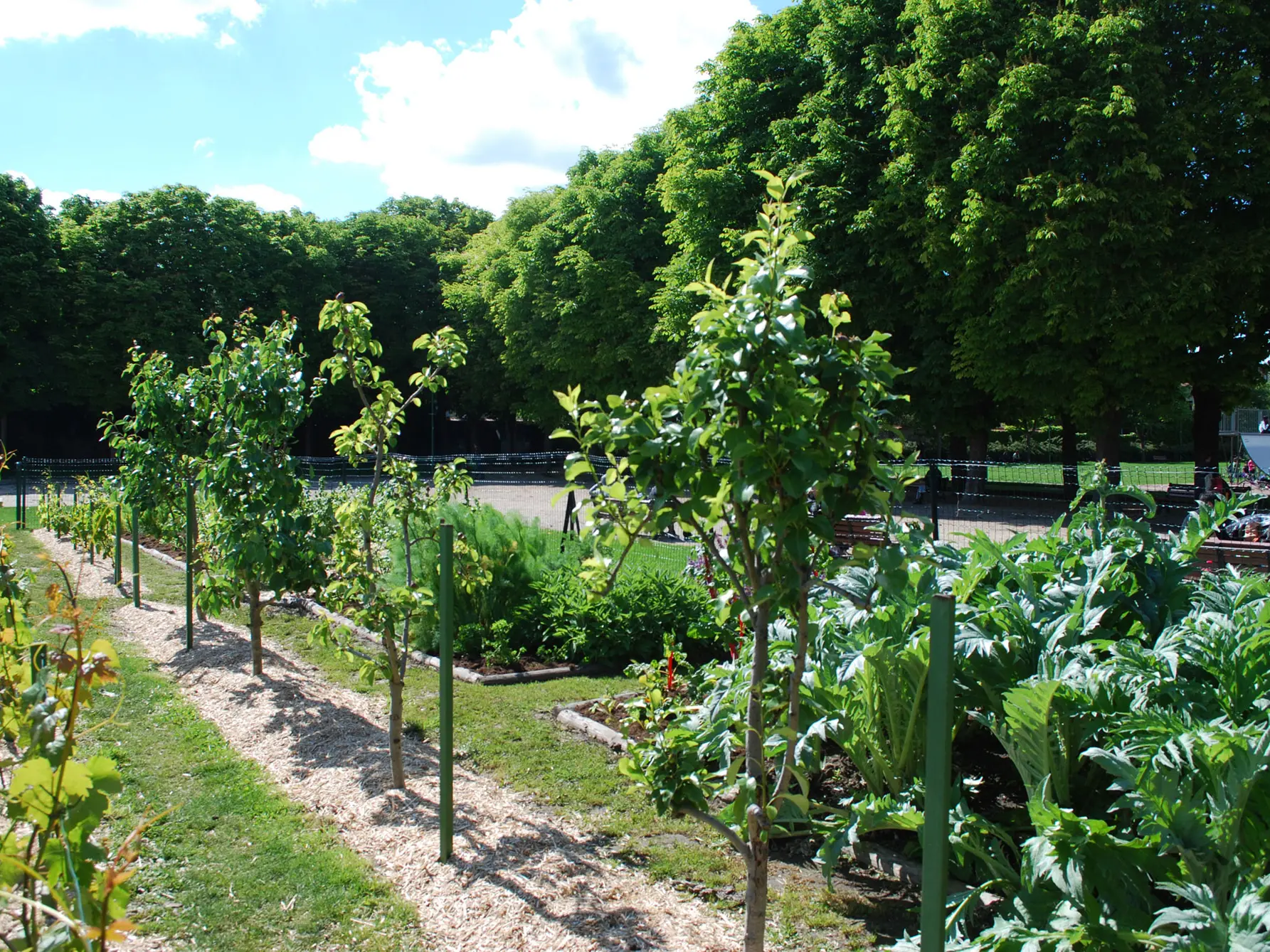 Potager dans le parc du château Chanorier, Croissy-sur-Seine