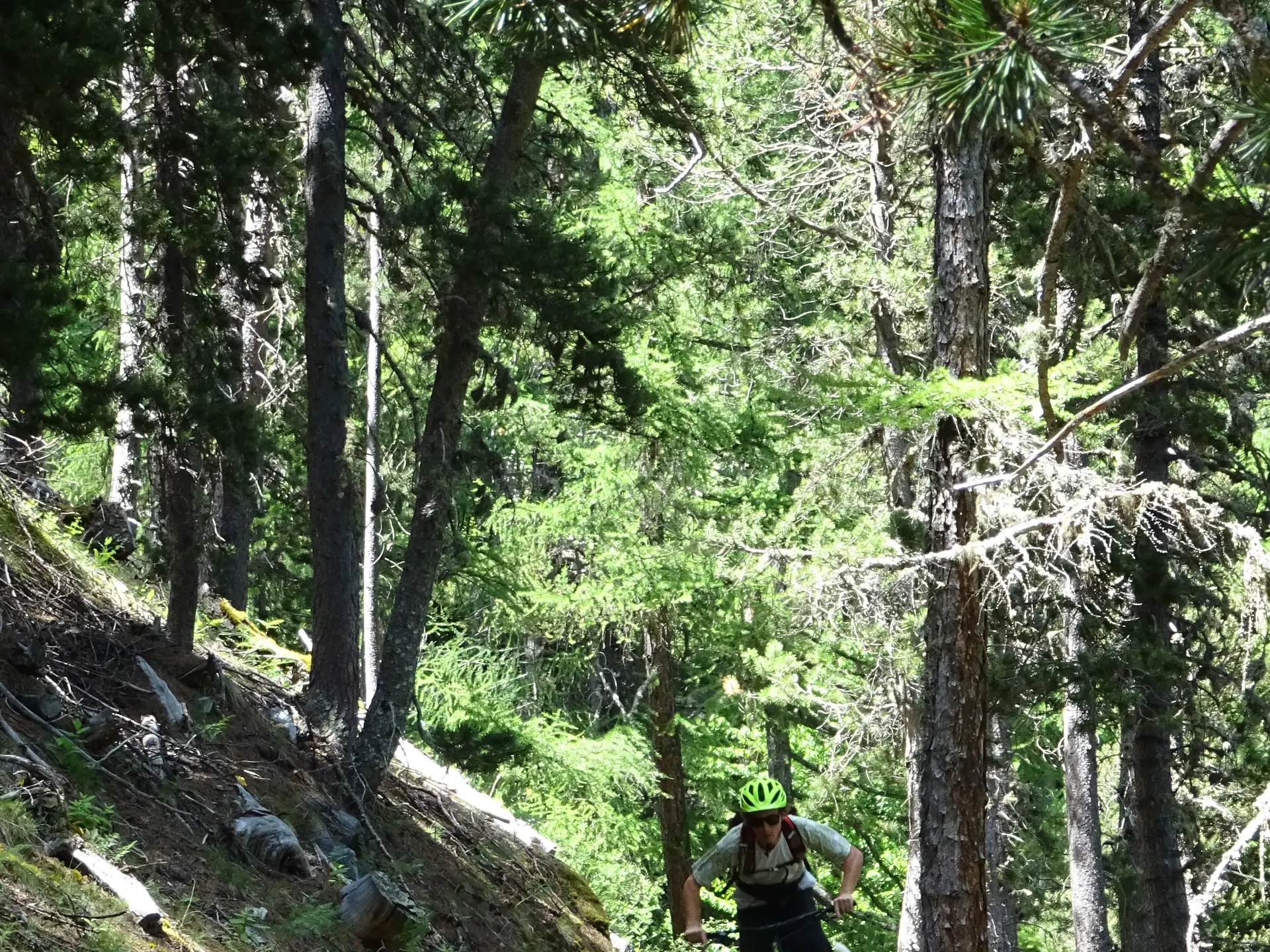Sentier joueur sous les Pins.