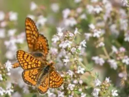 Suivis scientifiques participatifs - Papillons_Allex