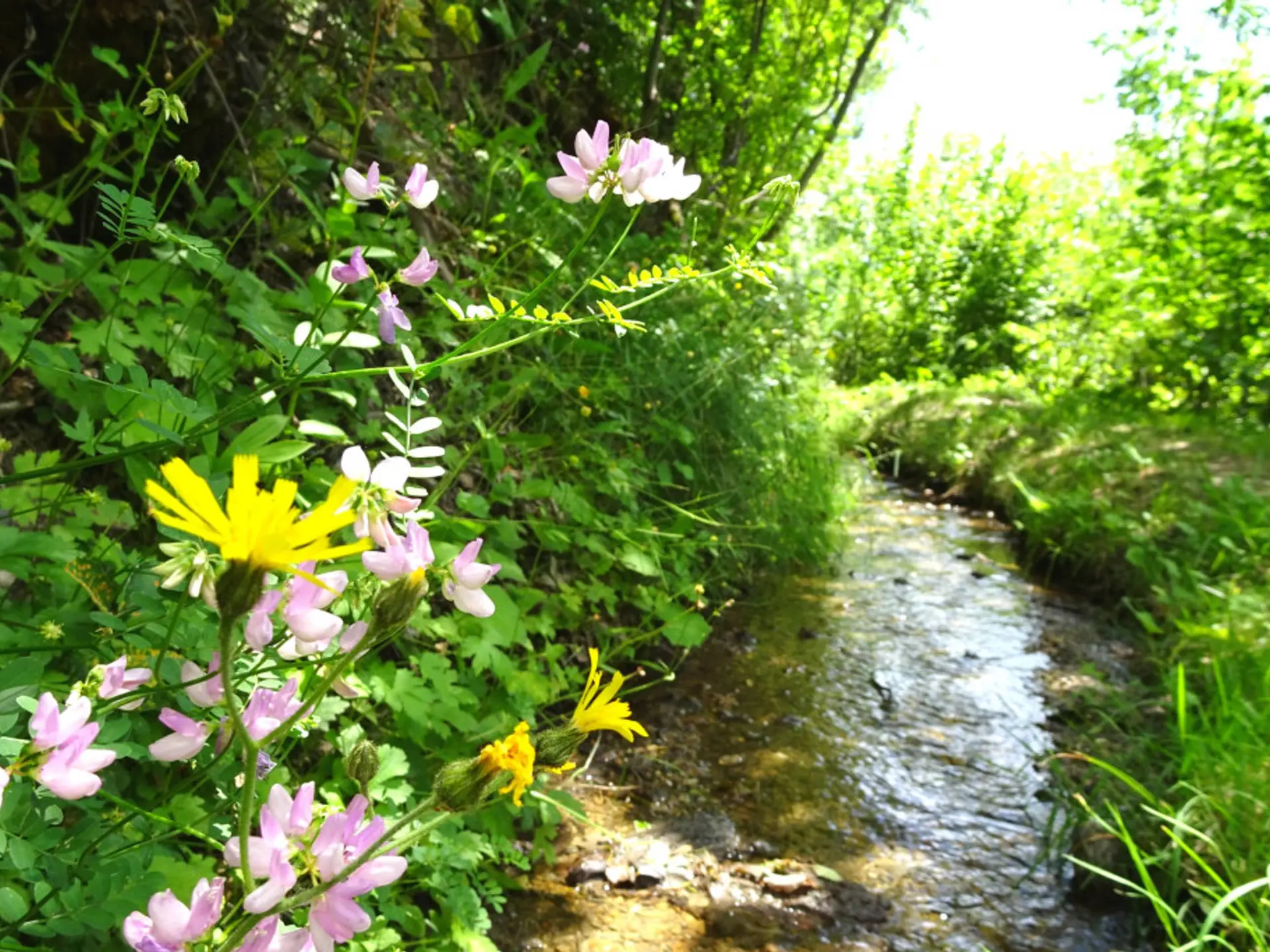Le Canal du Béal Neuf