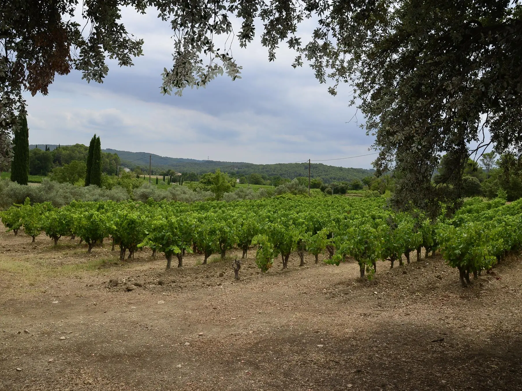 Vignoble