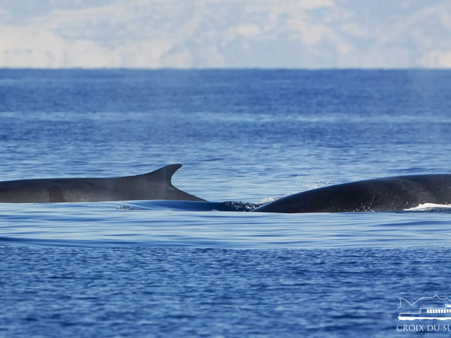 Baleines et dauphins