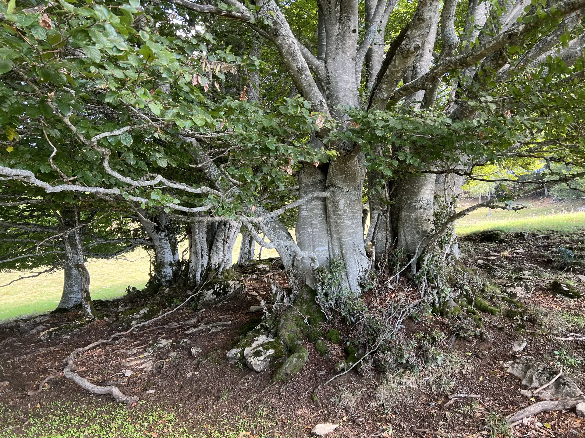 Hêtraie du Salève
