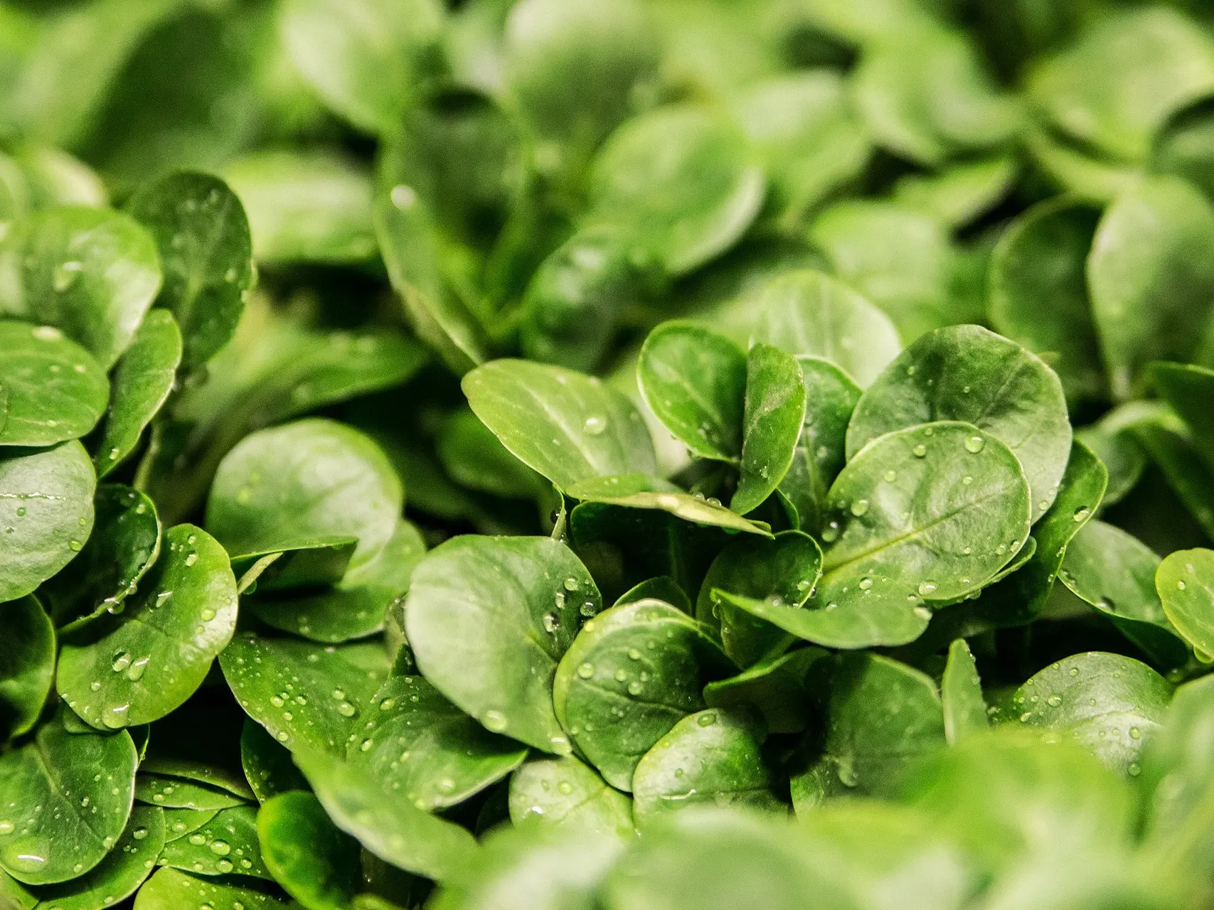 Producteurs légumes variés