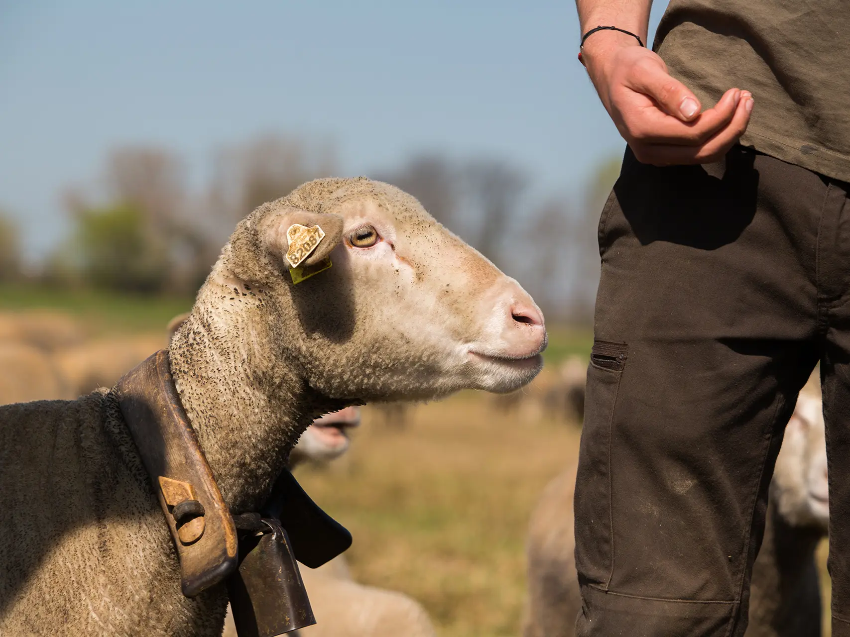 Agneaux de Crau, Cédric Deville