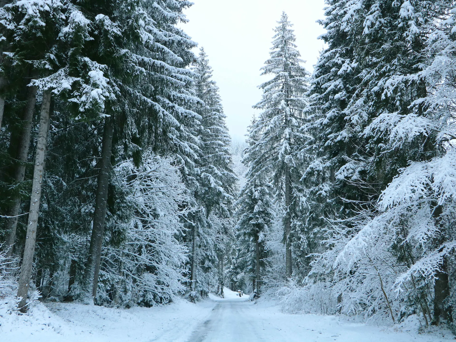 Foret de sapins blancs