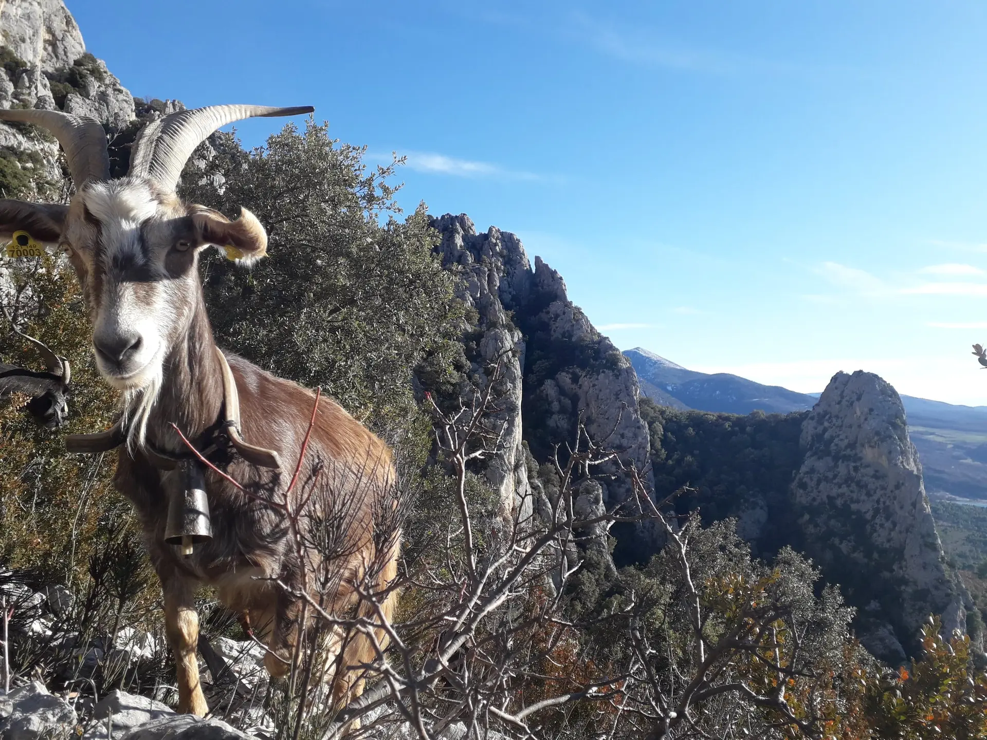 Balade avec les chèvres