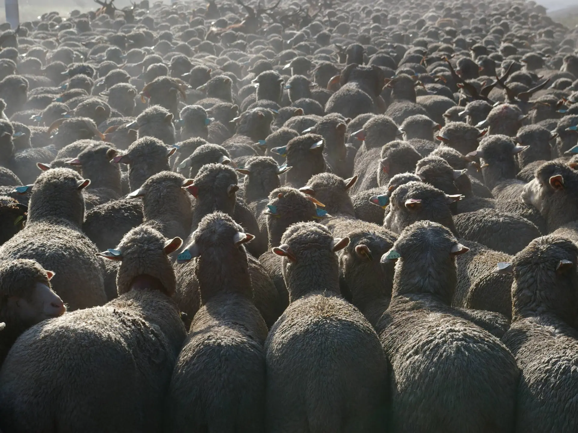 Nombreuses zones de pâturage en chemin