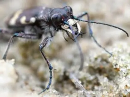 Balade naturaliste : les insectes de la Réserve_Allex