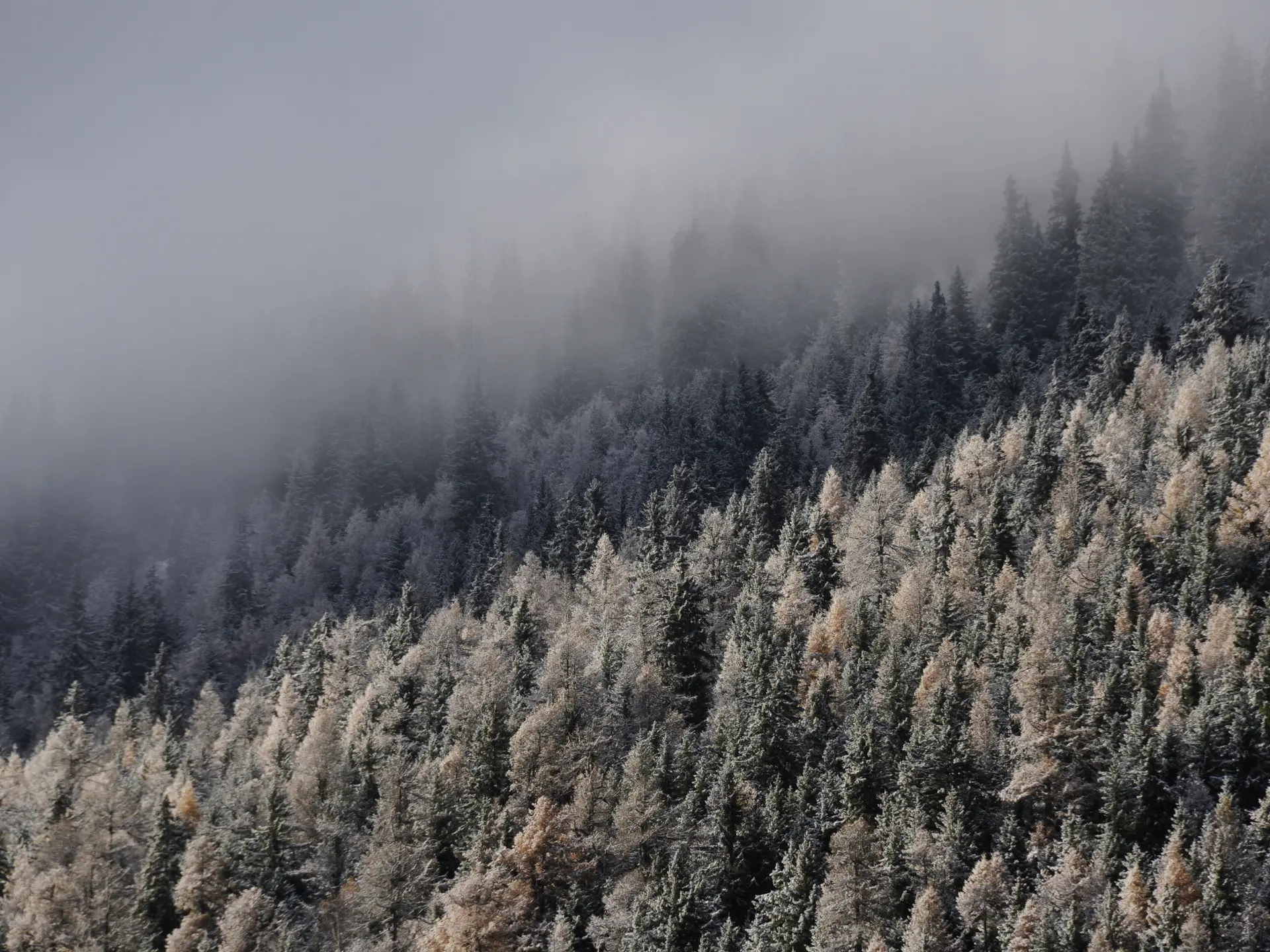 Forêt du plan envers