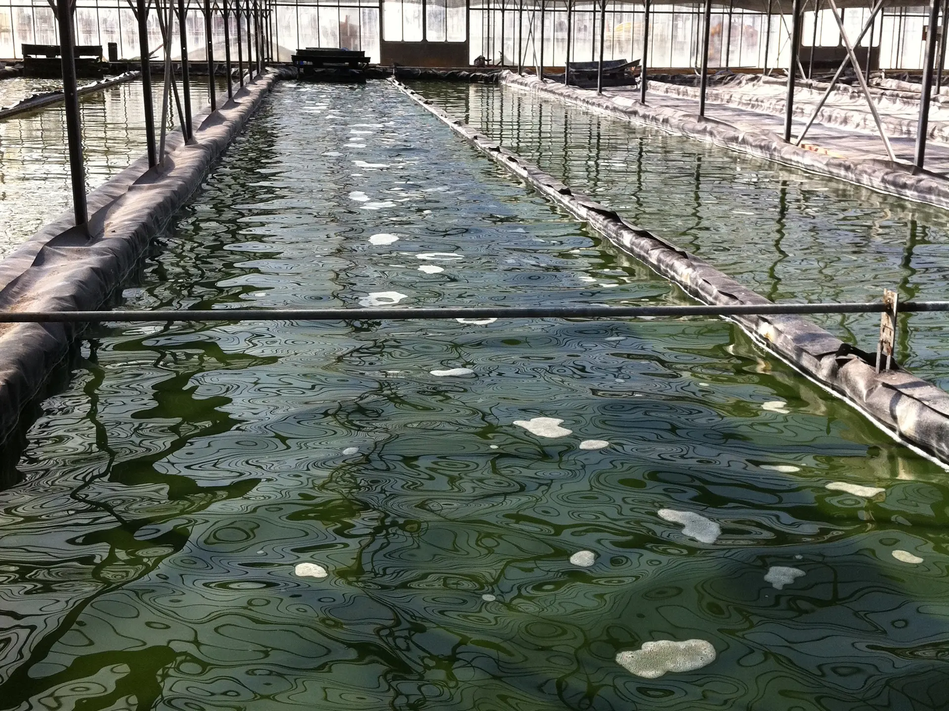 Spiruline des Îles d'or