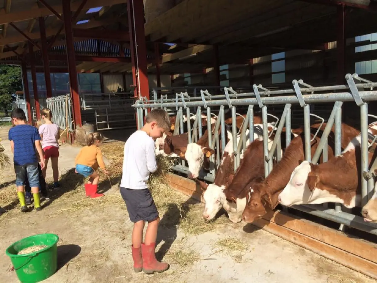 Alimentation des vaches