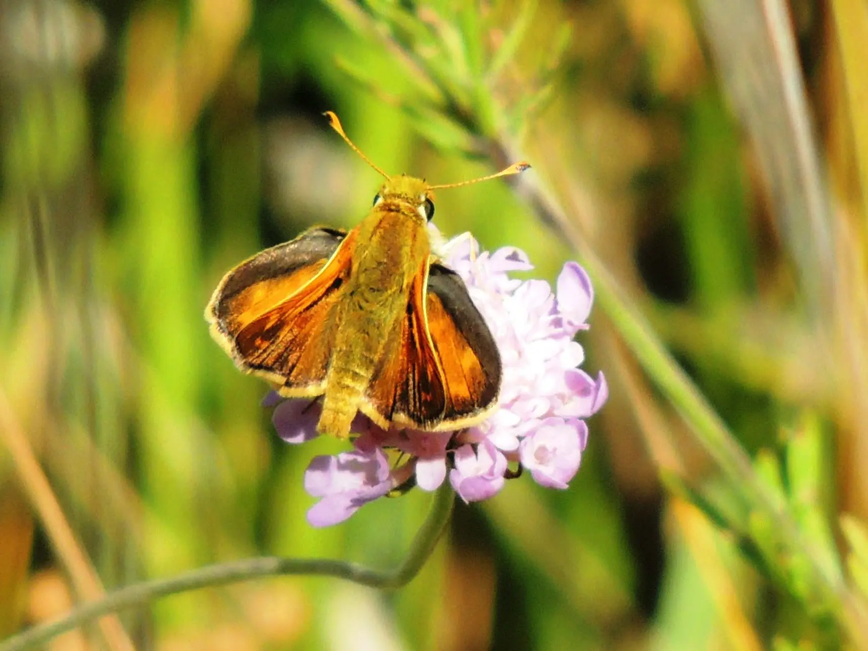 Jardins des papillons Saint Vincent sur Jabron