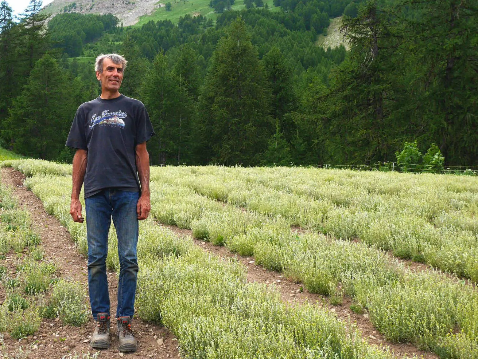 Olivier Imbert - Génépi de Haute Ubaye