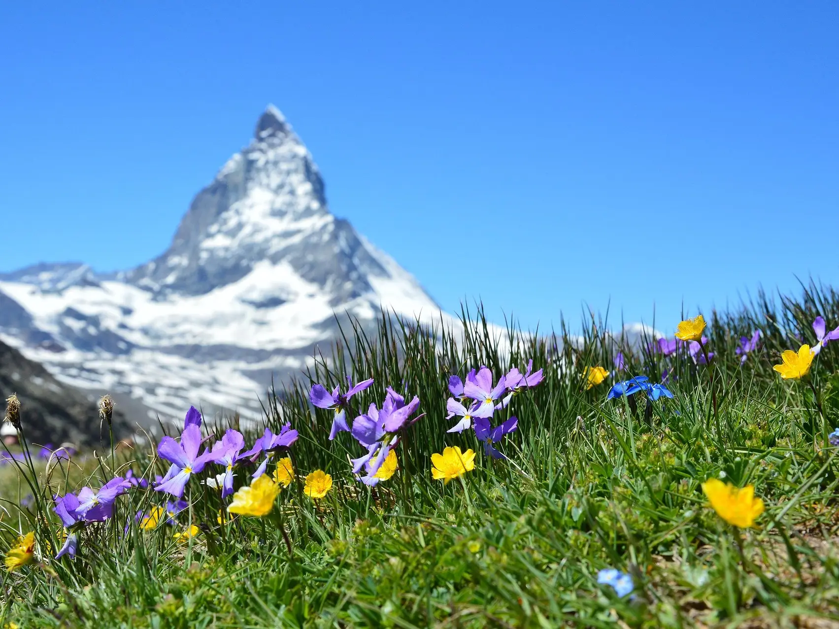 fleurs