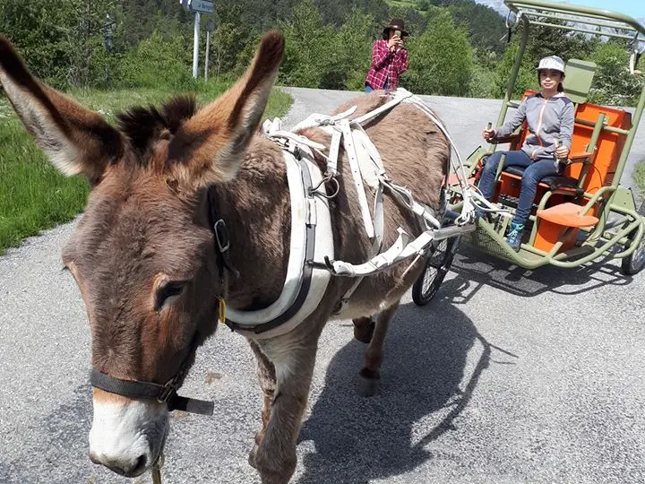 Balade en randoline pour les personnes à mobilité réduite avec La Belle ânerie