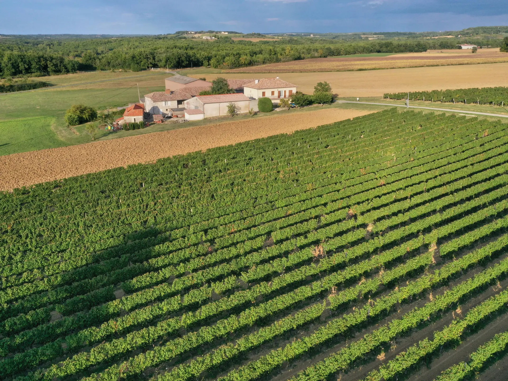 Vue sur les vignes du Domaine du Gabachou