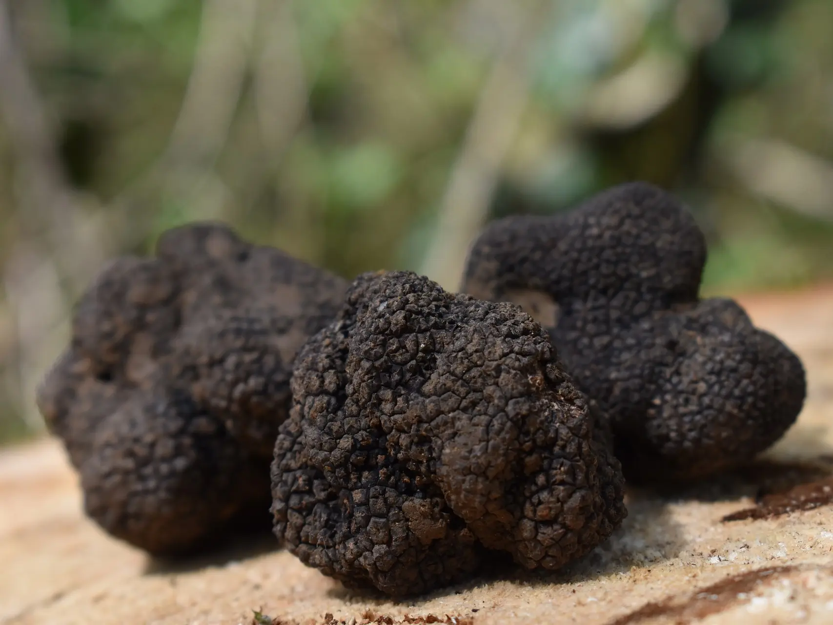 Truffes