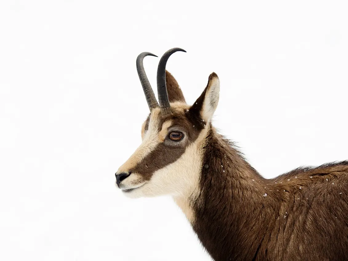 Les incroyables animaux de la montagne