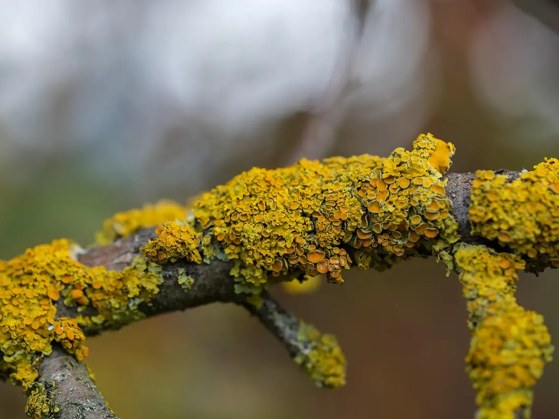 Les lichens_Arcon
