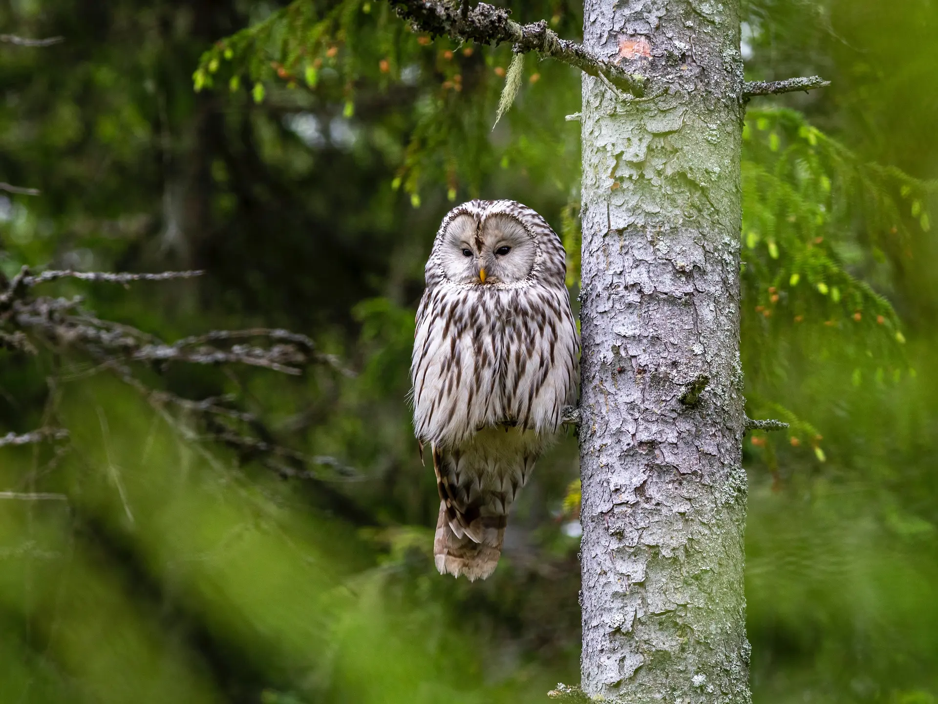 chouette sur un arbre